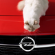Illustration for article titled Karl Lagerfelds Cat Is Now (Adorably) Advertising Cars